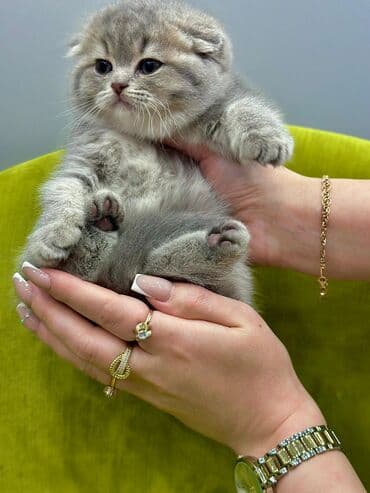 где можно купить кошку в бишкеке: Продаются котята шотландской породы Только в нашем питомнике Все — 3