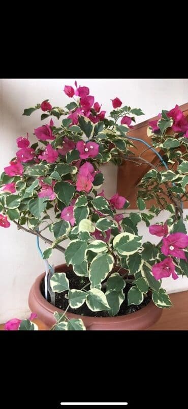 клематис бал цветов купить: Бугенвиллия в горшке (разные окраски прицветников) - Вид — 5