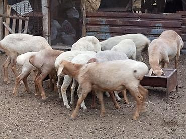 Животные: Продаю | Овца (самка) | Меринос | На забой — 1