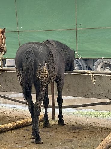 собака самец: Продаю | Кобыла (самка) | Для разведения, Рабочий — 2