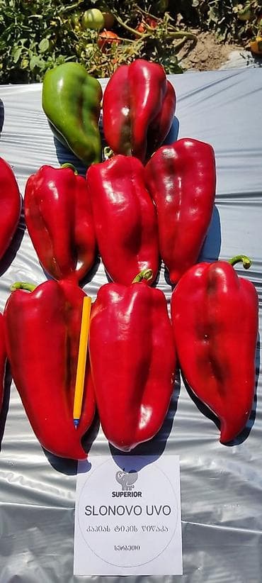 цветы саженцы: Семена овощей: Перцы — 3