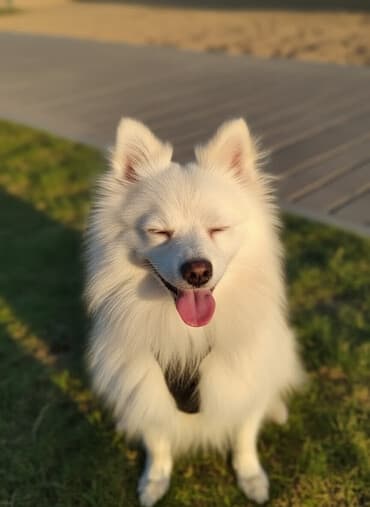 Вязка собак: Шпиц, 1 год, Самец, С прививкой, С родословной — 1