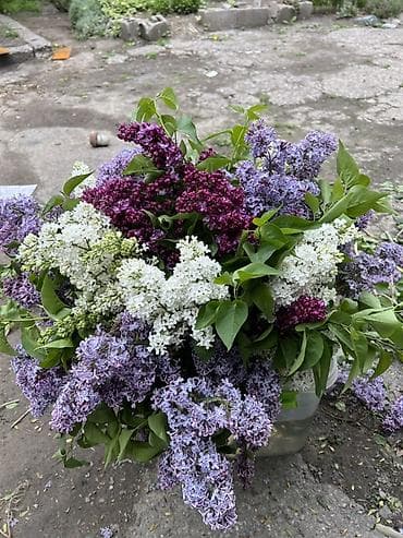 топлёное масло: Сирень срезанная — пышные ароматные ветви для букетов и декора. - — 1