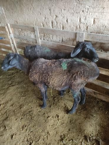 пчелы матки: Продаю | Овца (самка) | Гиссарская | Для разведения | Племенные — 4