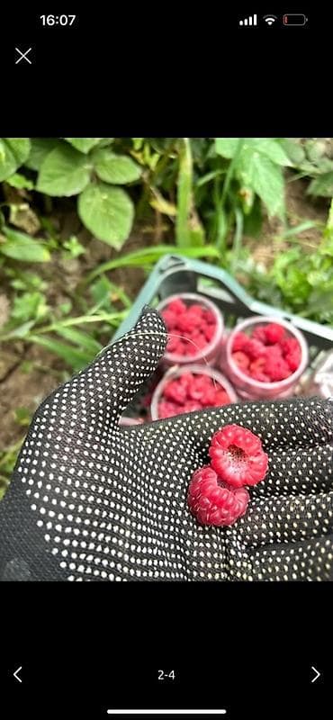 бойцовские петухи: Малина Оптом — 2