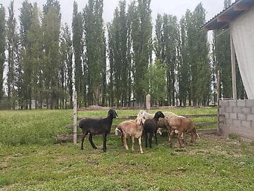 баран дулан: Продаю | Овца (самка) | Полукровка | Для разведения | Ярка — 2