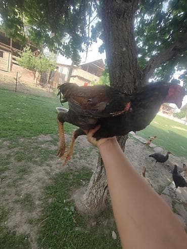 Айыл-чарба жаныбарлары: Сатам | Короздор | Тебиштирүүчү | Көбөйтүү үчүн — 2