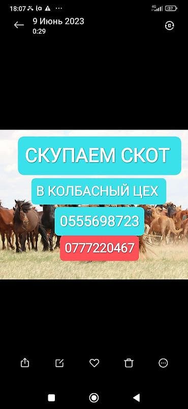 Куплю | Коровы, быки, Лошади, кони | Круглосуточно, Любое состояние, Забитый
