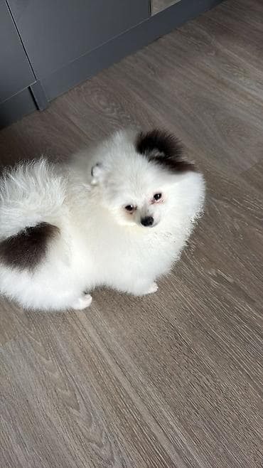 карликовый пудель: Шпиц, 5 месяцев, Самец — 2