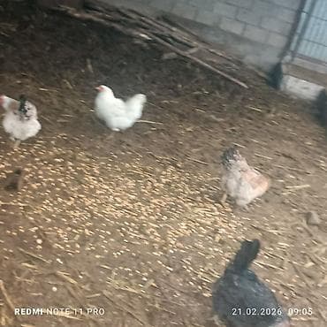 гнездо для кур: Продаю курей есть 4 штук прошу по 800 сом за каждого находится — 8