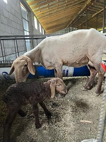 купить британскую кошку: Продаю | Овца (самка) | Для разведения | Матка — 1