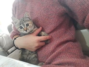 арашан ко: Мышык бекер берилет: Породасыз, 3 айлык, Ургаачы, Лотокко барууга үйрөтүлгөн — 9