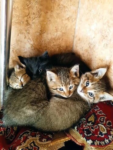 Беспородная, 2 месяца, Девочка, Приучена к лотку