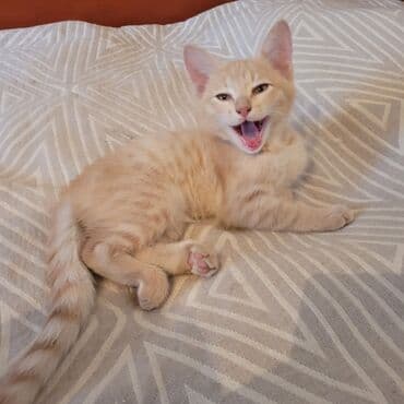 рыжий вислоухий котенок купить: Рыжий котёнок, 2 месяца, с мягкой персиковой шерстью и светлыми — 1