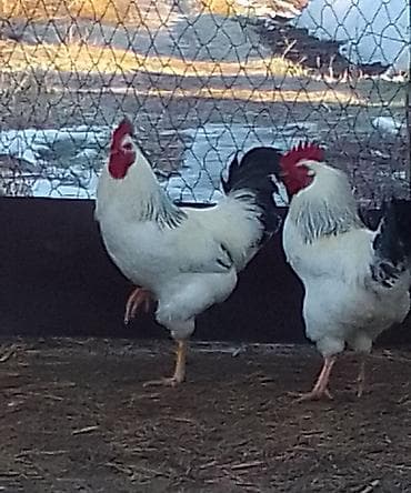 бычки 8 9 месяц: Продаю | Петух | Для разведения — 3