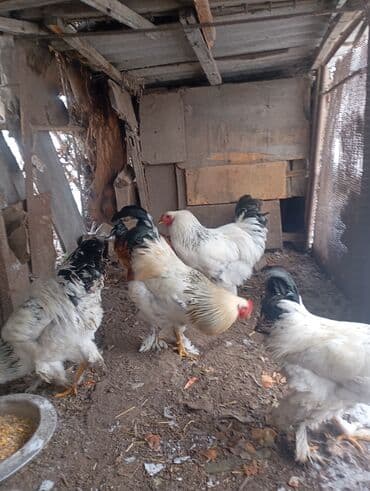 купить щенка немецкой овчарки в бишкеке: Петухи брама 6 месячные в Канте,крупные на племя — 4