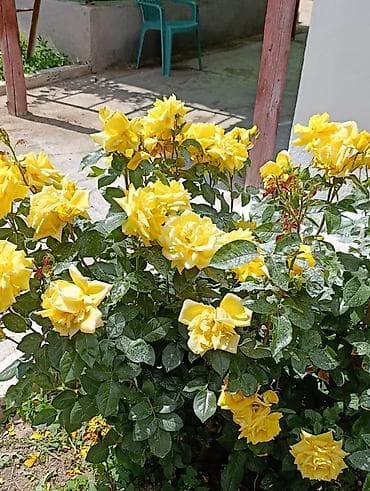 Ысык-Көлдө конок үйү, УЮТ, Тамчы, 10+ орун, Күнүмдүк — 6