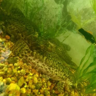 растения аквариумные: Аквариум 200л со всеми опциями и тумбой. Разные масти меченосцев — 3