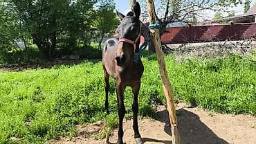 кошка бишкек: Продаю | Жеребенок | Конный спорт | Племенные — 4