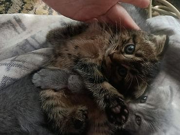 Котята - Помёт из трёх девочкщ : два серых короткошёрстных и один