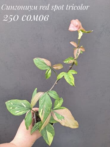 живые растения в аквариум купить: Комнатные растения, цветы (молодые растения, взрослые экземпляры). Не — 21