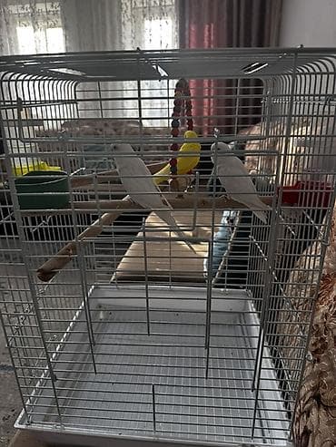 продам птицу: Волнистые попугаи с полной клеткой и аксессуарами - Вид: волнистые — 1
