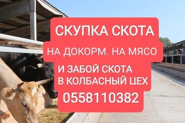 Куплю | Лошади, кони, Другие с/х животные | Круглосуточно, Любое состояние, Забитый