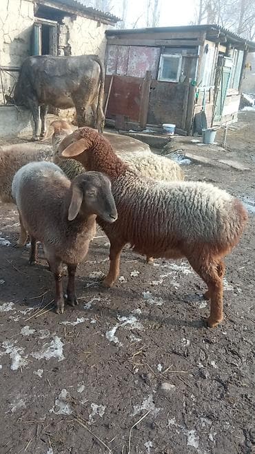 Кошки: Продаю | Овца (самка) | Полукровка | Для разведения | Матка — 3