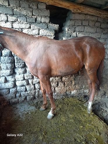 ат бишкек: Сатам | Бээ (ургаачы) | Союуга — 1