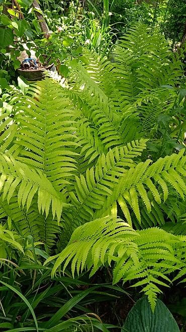 Үй жана бакча: Многолетние декоративные растения для сада обращайтесь в личные — 7