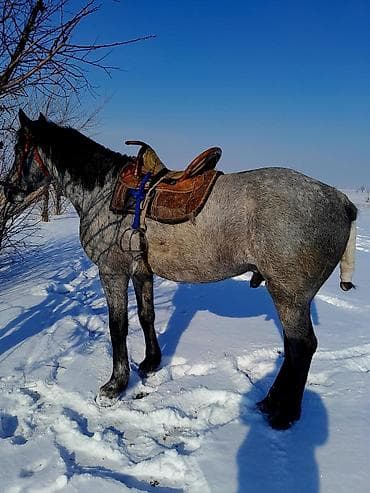 Кошки: Продаю | Конь (самец) | Рабочий | Мерин — 2