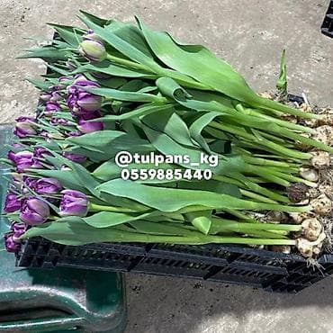 столы в рассрочку: СВЕЖИЕ тюльпаны к 8 Марта 🌷 Голландские луковицы 🇳🇱 | 40–50 см Опт и — 2