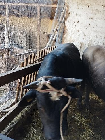 Продаю | Бык (самец) | На откорм | Привязанные
