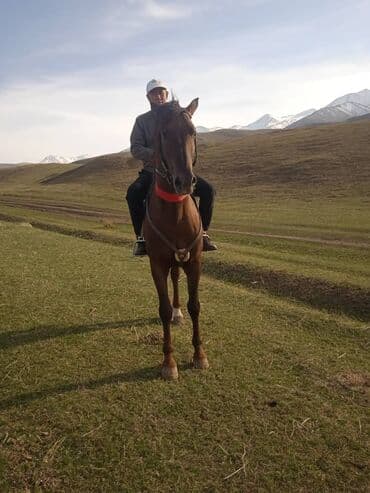 сколько стоит собака породы доберман: Сатам | Жылкы (эркек) | Аргын | Жумушка | Асыл тукумдуу — 2