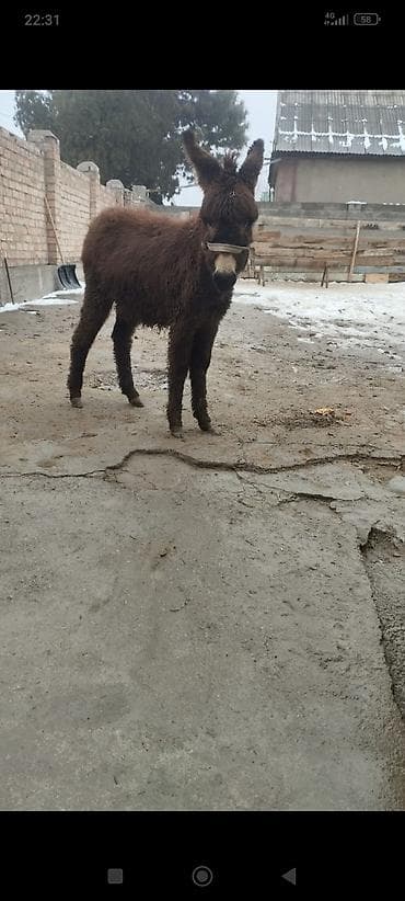 турбо ишак купить: Осёл (молодой жеребец), темно-каштановый, длинношёрстный тип — 2