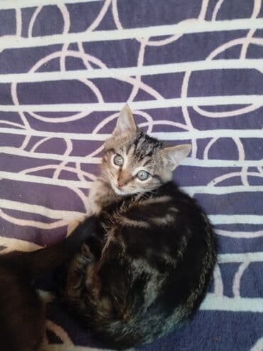 корм для кошек и котят: Котята, домашние. На фото — два малыша: - Полосатый тигровый котёнок — 3