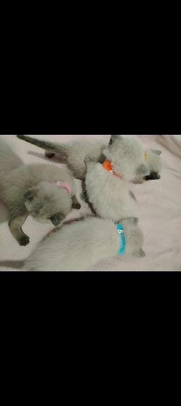 кошка отдам даром: Кошка даром: Сиамская, Мальчик, Проглистована — 2