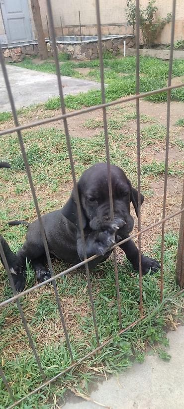 бульдога: 2 айлык, Эркек, Эмделген, Ит тегин тастыктоочу документ — 1