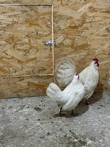 Аквариумдар: Сатам | Тооктор | Көбөйтүү үчүн — 5