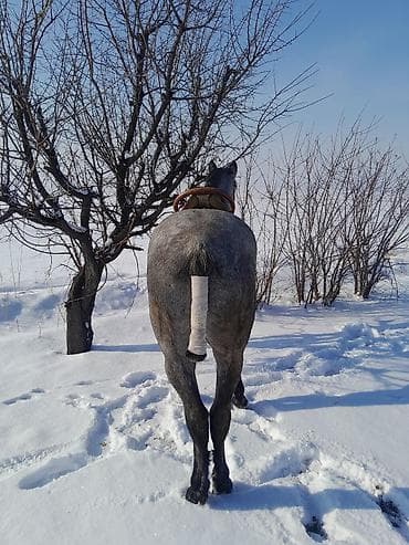 Кошки: Продаю | Конь (самец) | Рабочий | Мерин — 4