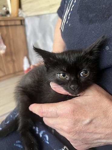 Котята, домашние, ручные. - Окрас: один угольно‑чёрный, двое — 4