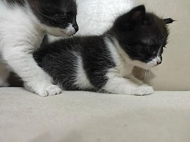 британские котята характер: 1 месяц, Девочка, Биколор, Приучена к лотку — 3