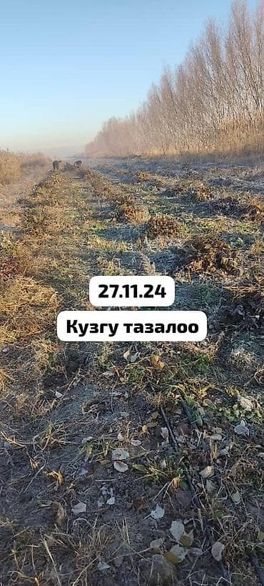 клубника тепличная: Саженцы ремонтантной малины ПОЛАНА - Сортова́я ремонтантная малина с — 3