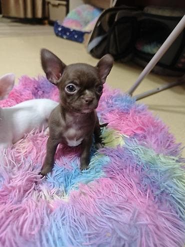 Животные: 🐾 Ищете настоящего породистого чихуахуа? ✨ В продаже клубные щенки — 8