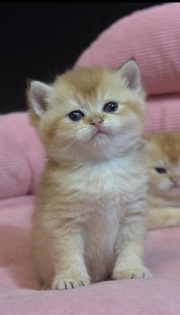 РАНЕЕ БРОНИРОВАНИЕ ОТКРЫТО Британские короткошёрстные котята