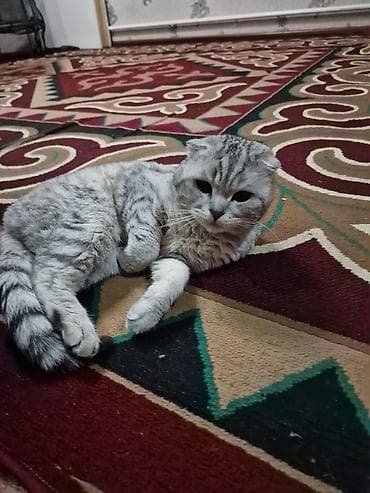 собака лабладор: Скотиш Фолд (Шотландская вислоухая), 2 года, Мальчик, Серебристая шиншилла, С прививками — 4