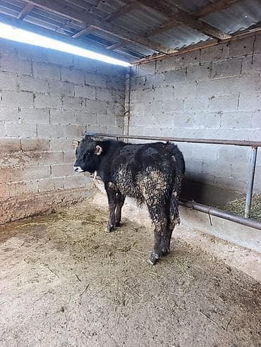 бычок порода: Продаю | Бык (самец) | Ангус | На откорм | Привязанные — 5