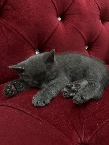 Мышыктар: Породасыз, 2 айлык, Эркек, Боз, Лотокко барууга үйрөтүлгөн — 4