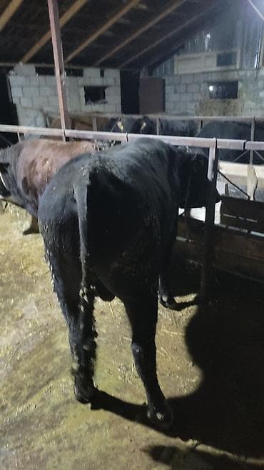 уйлар букалар: Сатам | Бука (эркек) | Бордоп семиртүү үчүн — 7