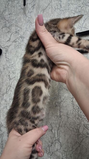 сколько стоит порода алабай: Бенгальская, 1 месяц, Девочка, Приучена к лотку — 8